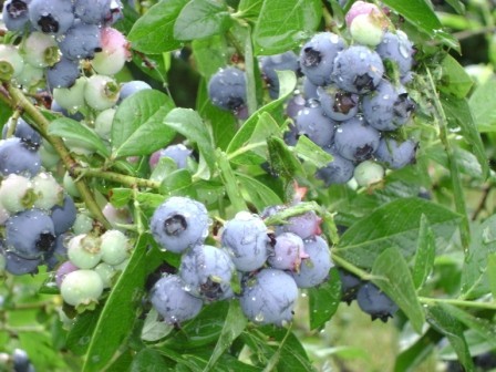 blueberries stateline